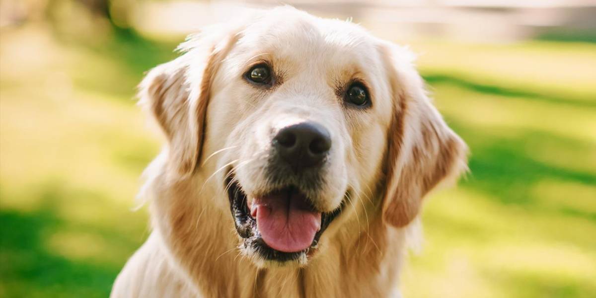 Un perro es tendencia tras robar la dentadura postiza de la abuela de su dueña