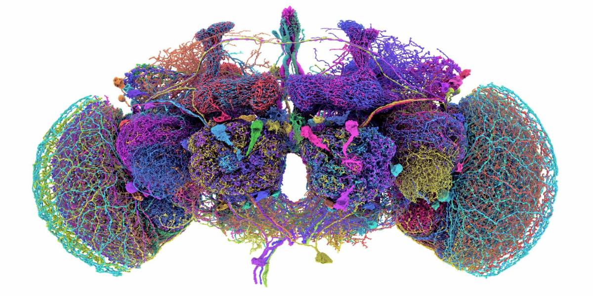 El mapa cerebral de la mosca de la fruta que ayudará en avances sobre la neurociencia