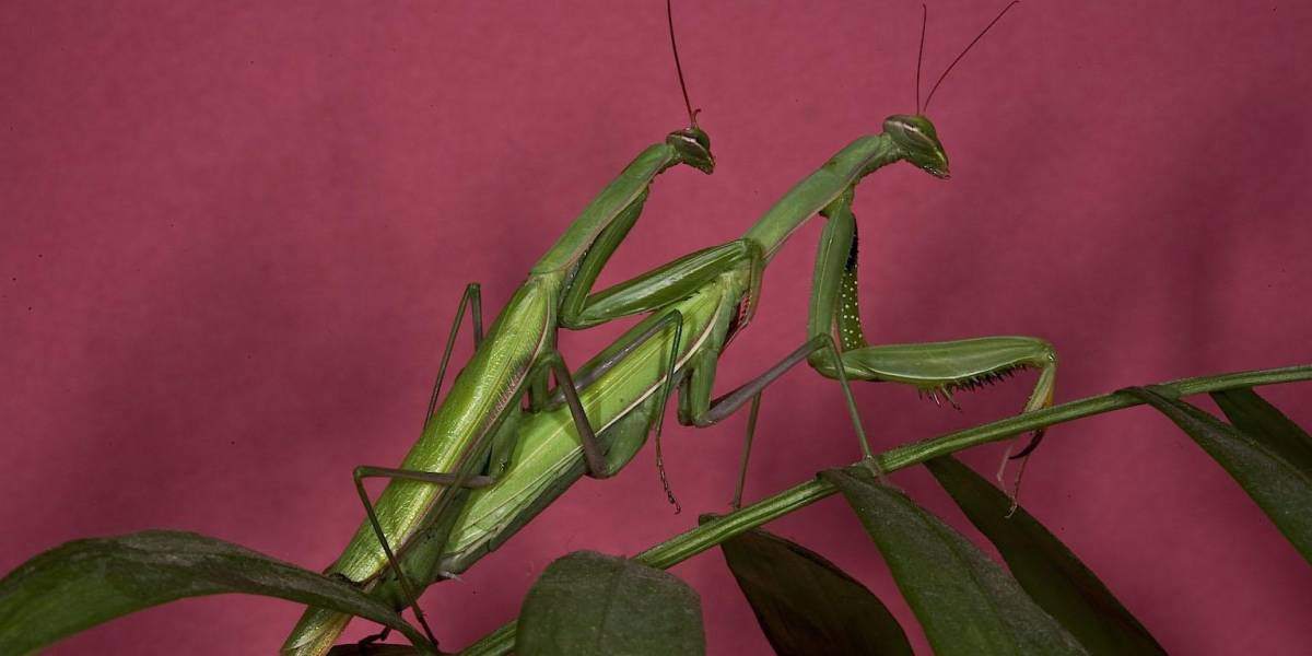 Penes desmontables y otras fascinantes características de la vida sexual de los insectos