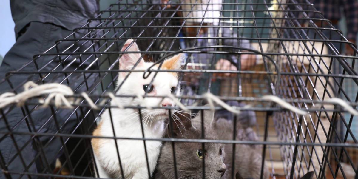 Quito: seis gatos abandonados fueron rescatados en El Calzado