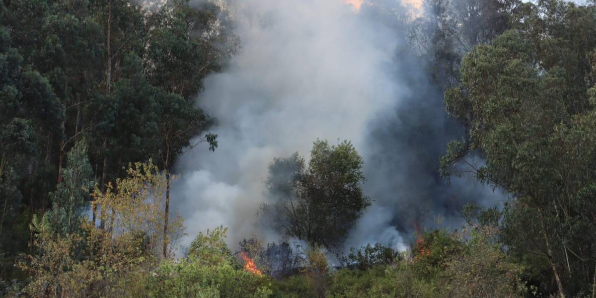 El Gobierno condena los incendios forestales provocados y dispone ayuda para los afectados