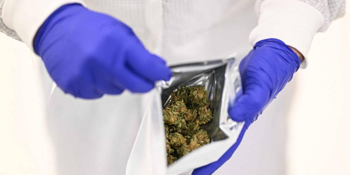 Portugal lidera la producción de cannabis medicinal en Europa