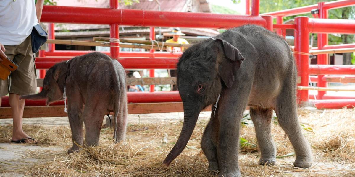Nacen elefantes gemelos en Tailandia: Un fenómeno extraordinario