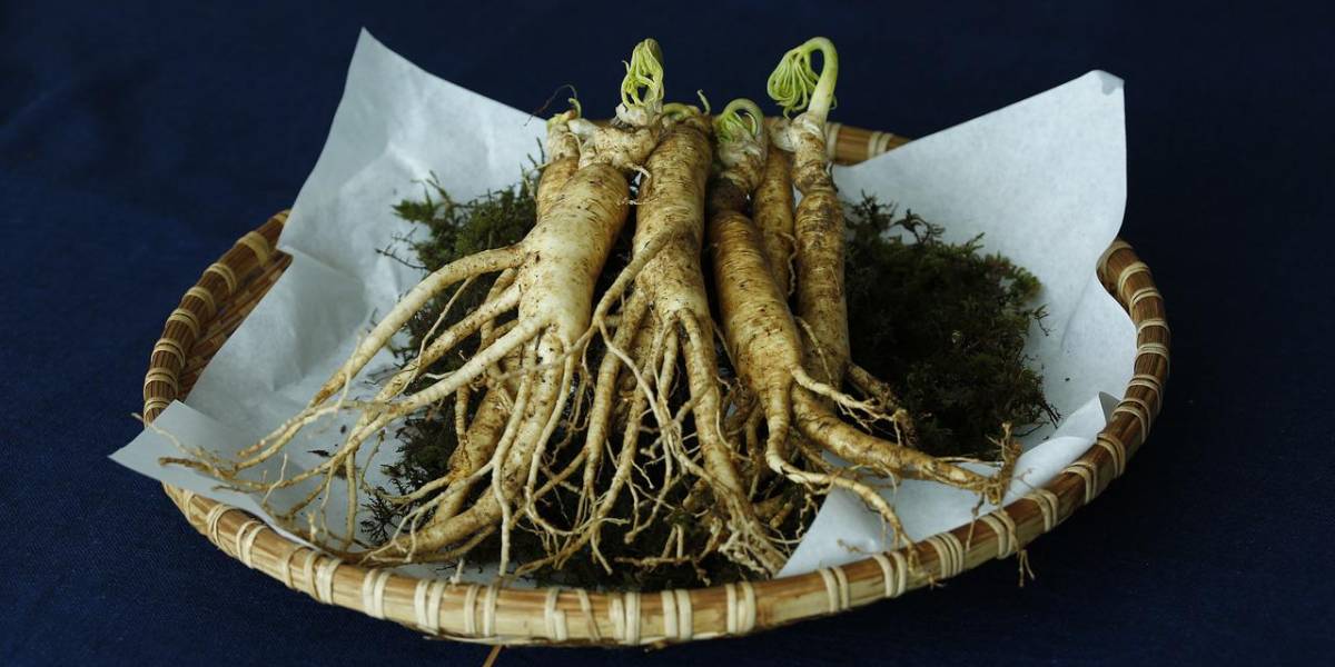 ¿Qué beneficios tiene el consumo de Ginseng?