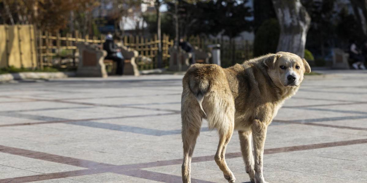 Kosovo incentiva la adopción de perros callejeros con un subsidio de 50 euros mensuales