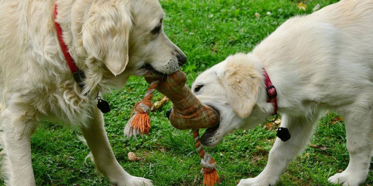 Esto es lo que realmente significa cuando tu mascota te lame, según expertos