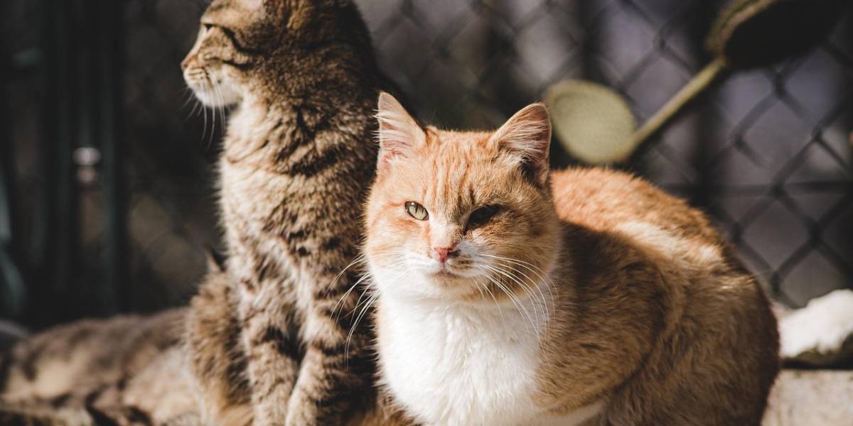 ¿Cómo cuidar a las mascotas del estrés navideño?