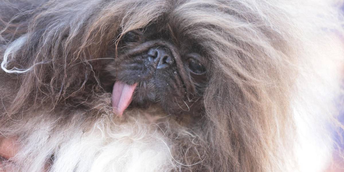Un pequinés se coronó como el perro más feo del mundo