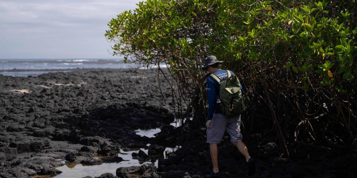 Los manglares de las Islas Galápagos siguen bajo amenaza, pese a los esfuerzos de protección