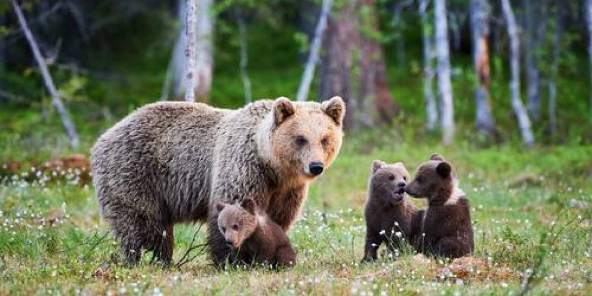 ¿Qué es la enfermedad del ciervo zombie que afecta a los animales del parque Yellowstone en EE.UU.?