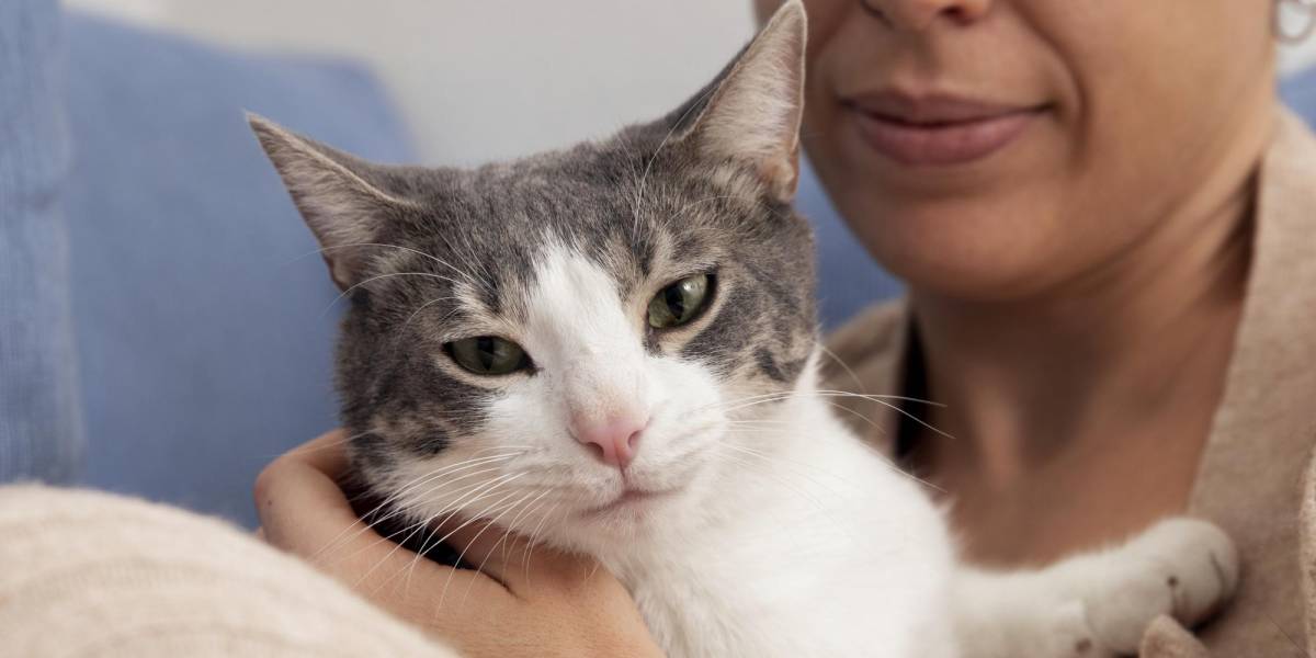 Esta es la edad en que tu gato se convierte en adulto y estos son los cambios que tendrá