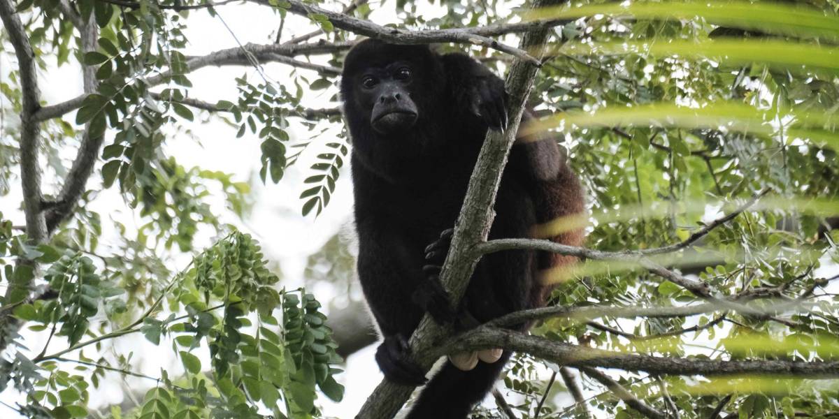 Tres años de prisión para ecuatoriano por tenencia de un mono aullador