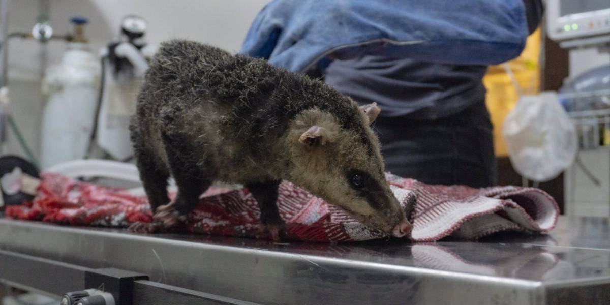 El Zoológico de Quito atiende a la fauna silvestre afectada por los incendios forestales