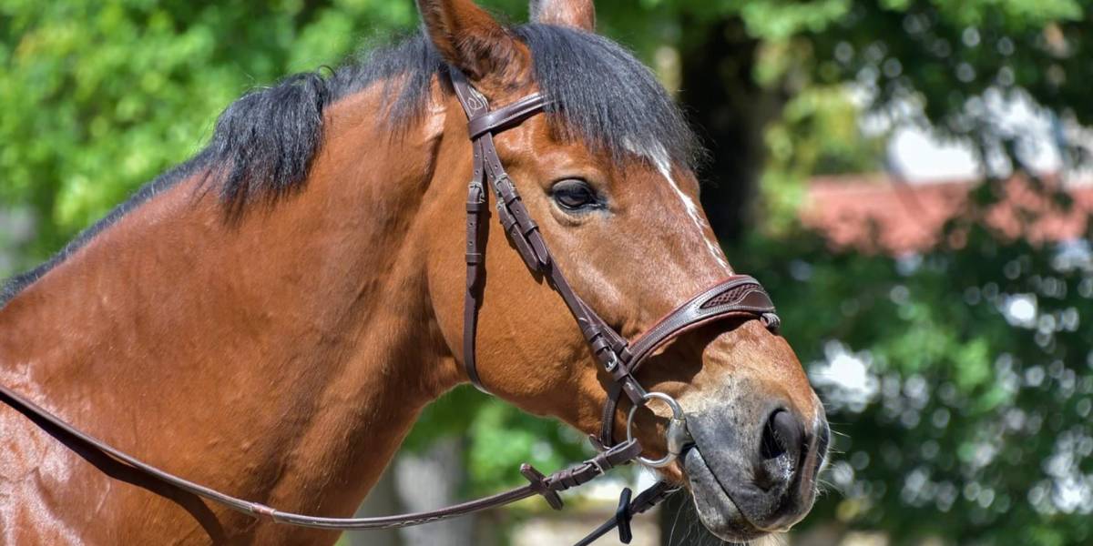 Agrocalidad emite alerta por una rara enfermedad detectada en un caballo de Samborondón
