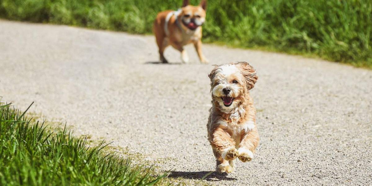 ¿Cuántas veces al día se debe sacar al perro? estos son detalles que no conocías sobre pasear a tu mascota