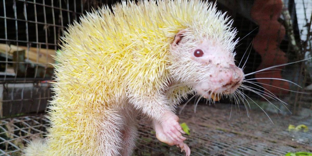 Un erizo albino fue descubierto en Ecuador, pero falleció por las heridas de un atropellamiento