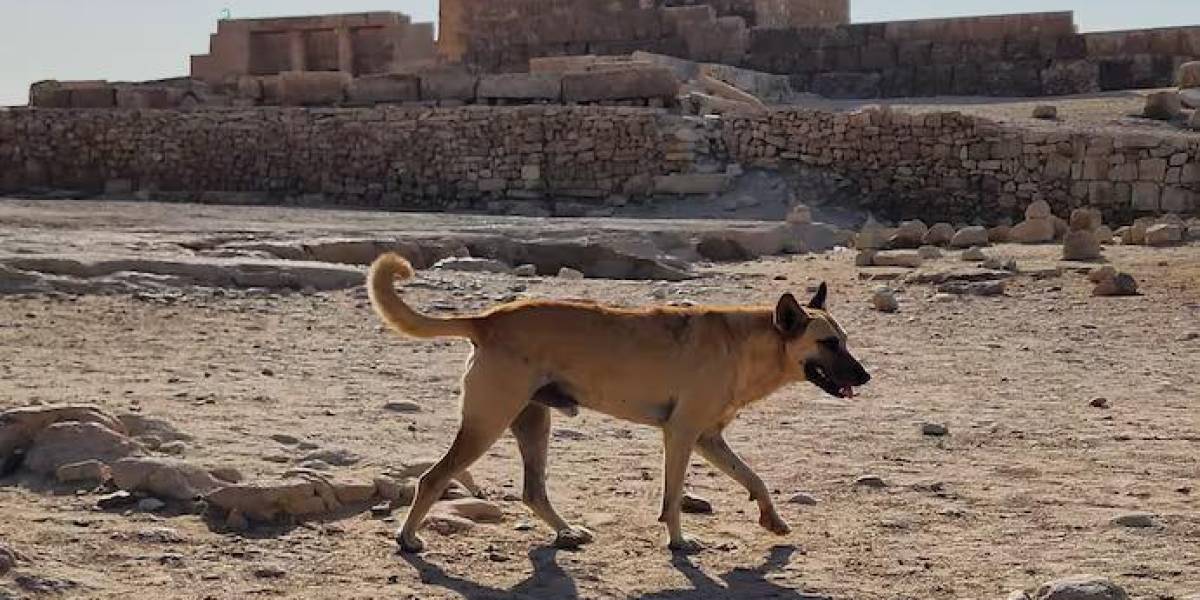 Apollo, el valiente perro que conquistó la Pirámide de Giza