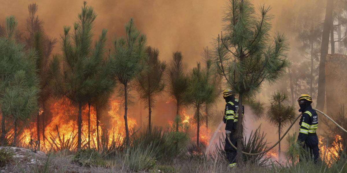 Incendios forestales en 2024: un año devastador para el planeta