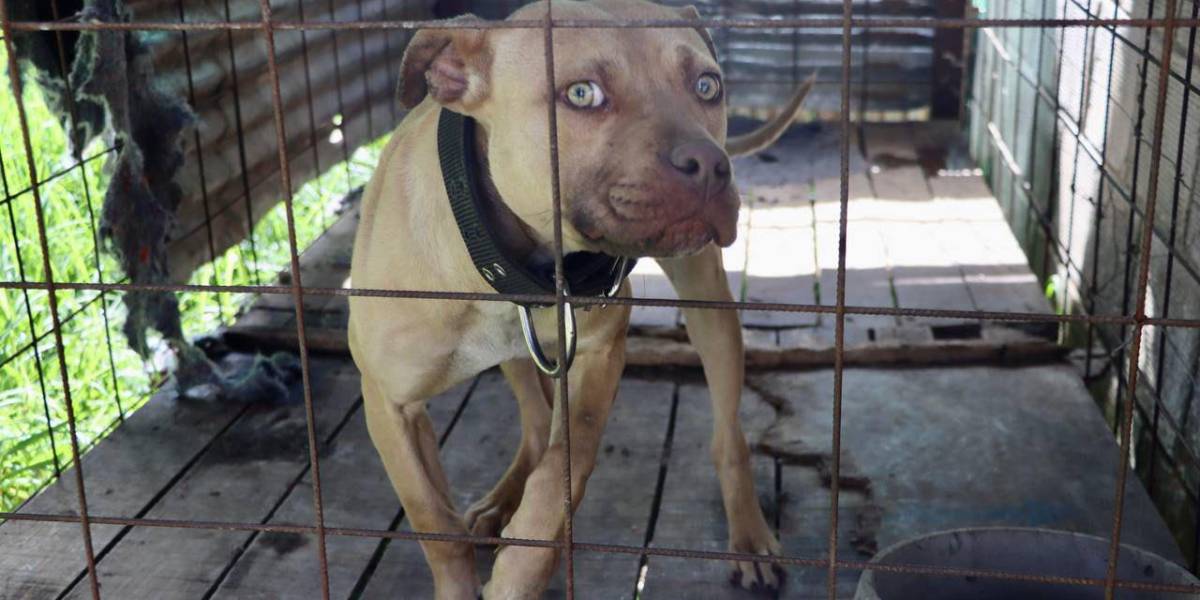 La Unidad de Bienestar Animal de Quito rescató a 13 perros pitbull que eran usados para peleas