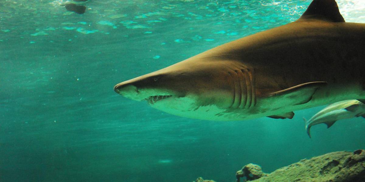 Detectan tiburones intoxicados con cocaína por primera vez en el mundo en Brasil