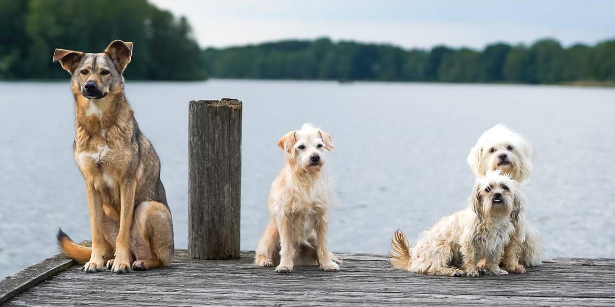 ¿Los perros pueden saber que estamos estresados?