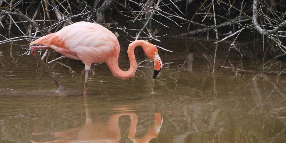 La población de flamencos de Galápagos disminuye por el cambio climático y especies invasoras