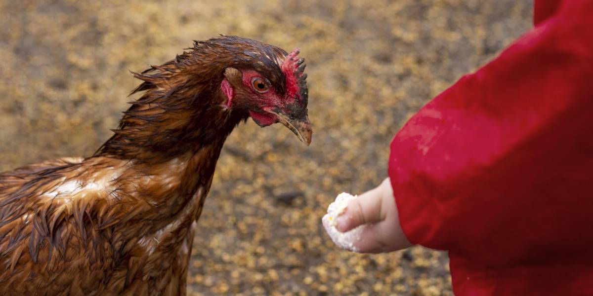 Estados Unidos niega un riesgo de pandemia por gripe aviar
