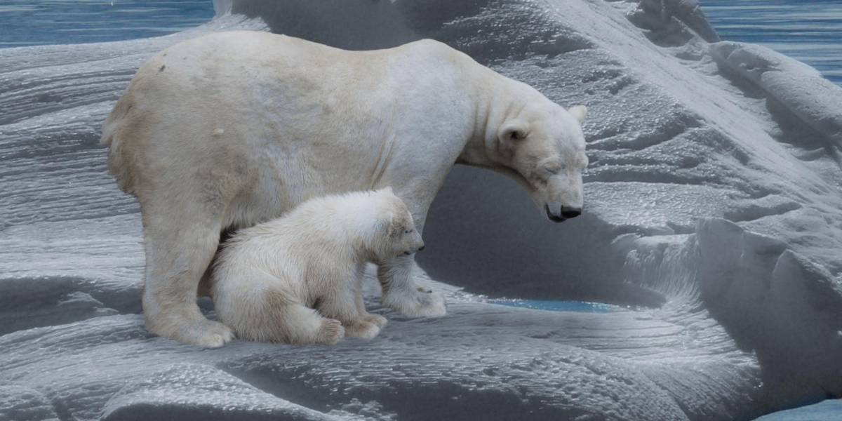 La situación amenazante que viven los osos polares