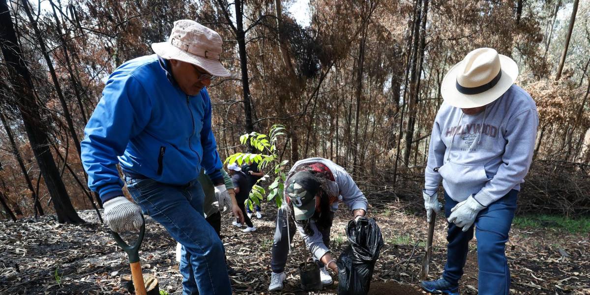 20 000 árboles nativos se sembraron en Quito en la reforestación tras incendios