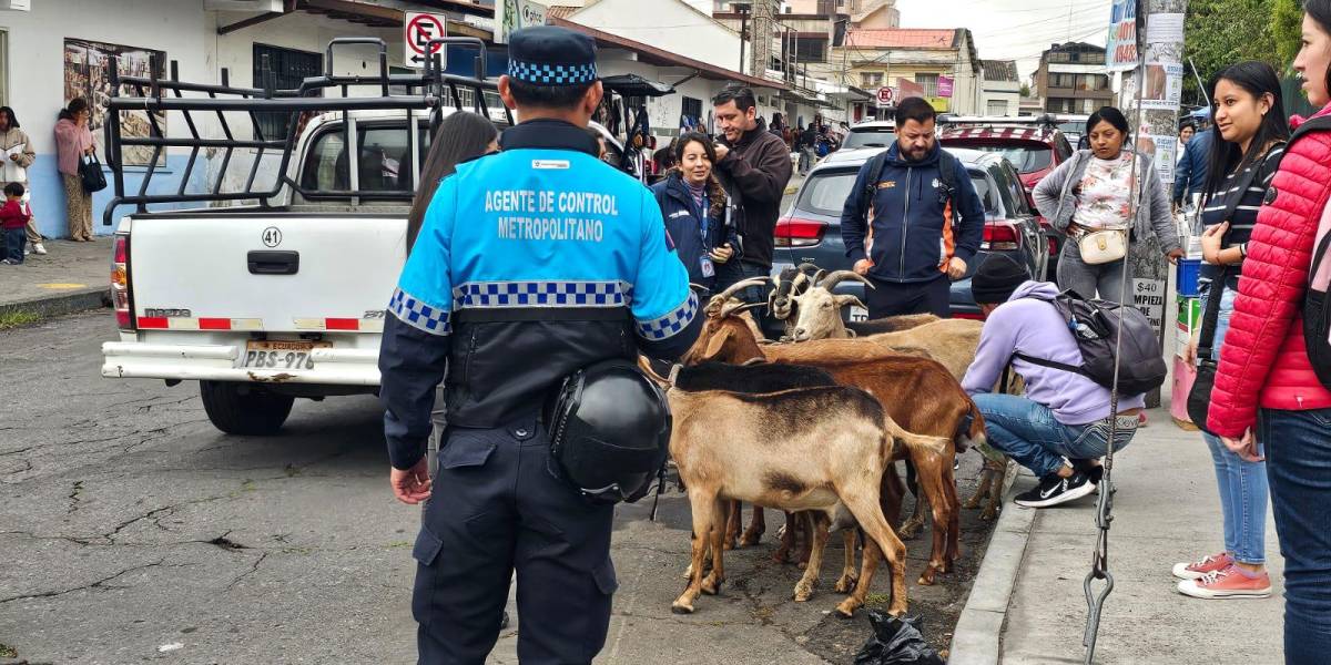Presuntos casos de maltrato a animales de producción se registraron en Quito
