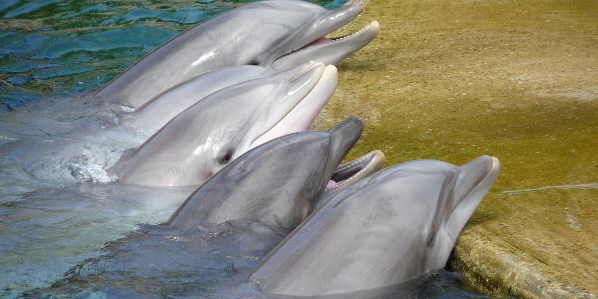 Delfines en el Golfo de México dan positivo a fentanilo y otras drogas