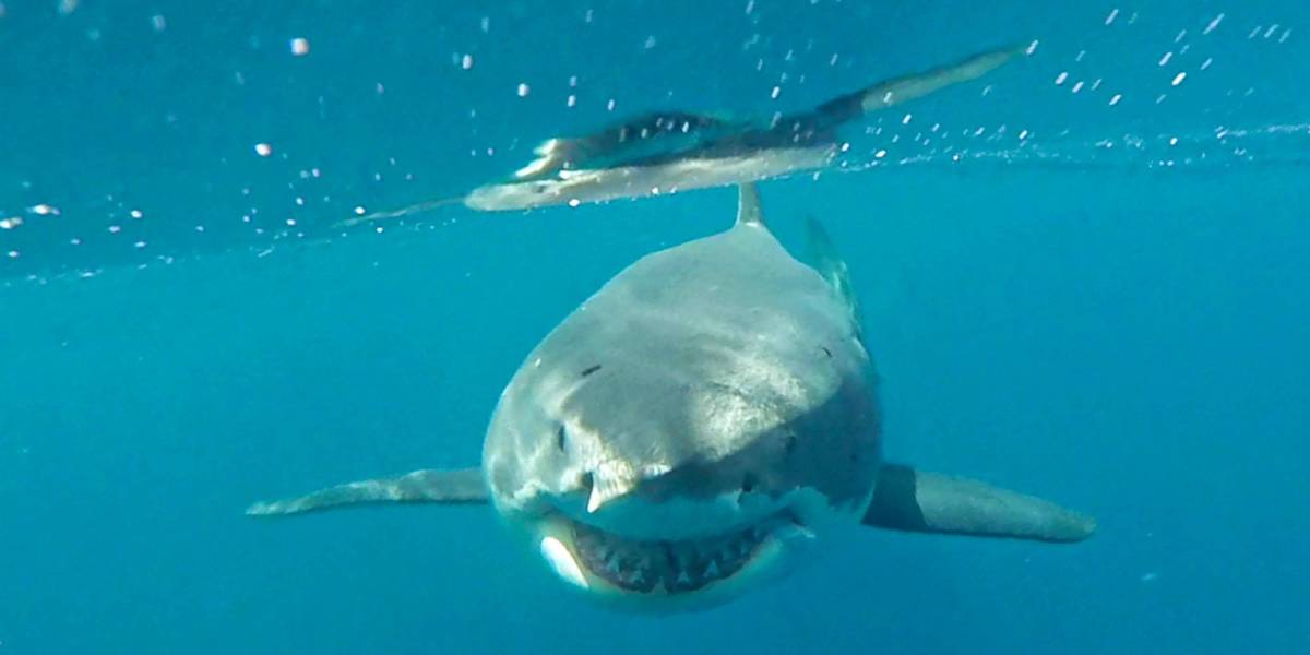 Expertos confirman el primer registro documentado de un tiburón blanco cerca de Galápagos