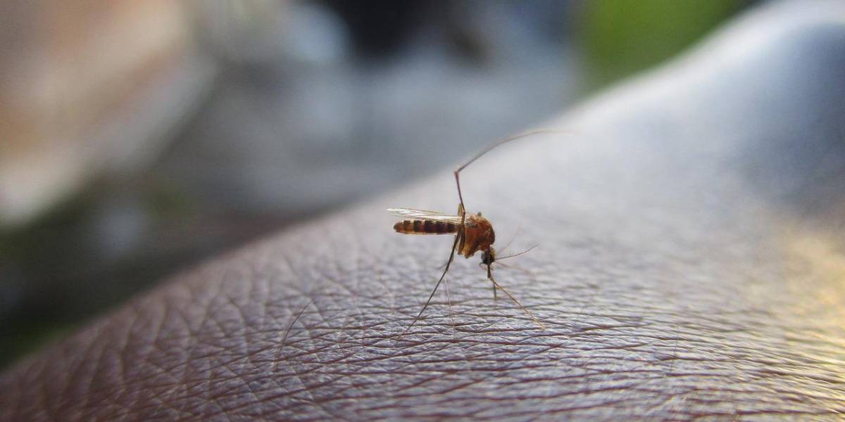 Los síntomas del dengue clásico vs. dengue hemorrágico: diferencias clave para una detección oportuna