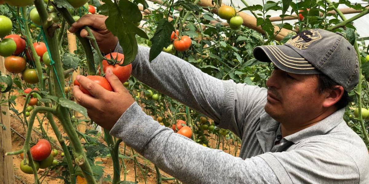 La sequía golpea con fuerza la producción de tomate en Ecuador