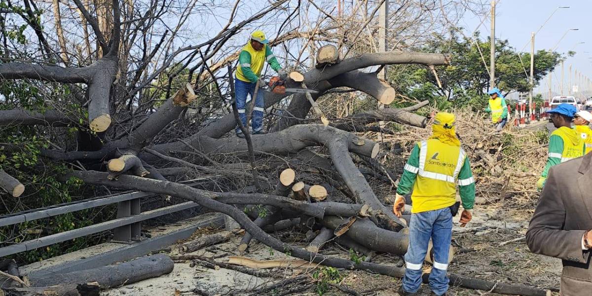 La caída de un árbol caotizó el tránsito en cuatro cantones de Guayas