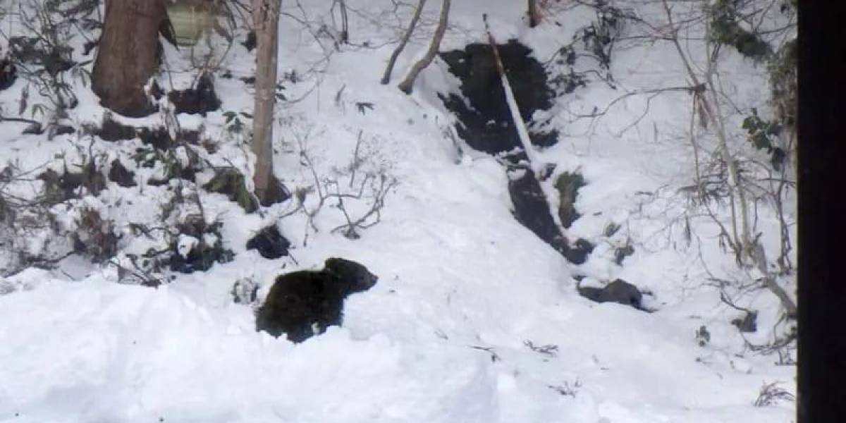 Un hombre encuentra a un oso en el salón de su casa en Japón