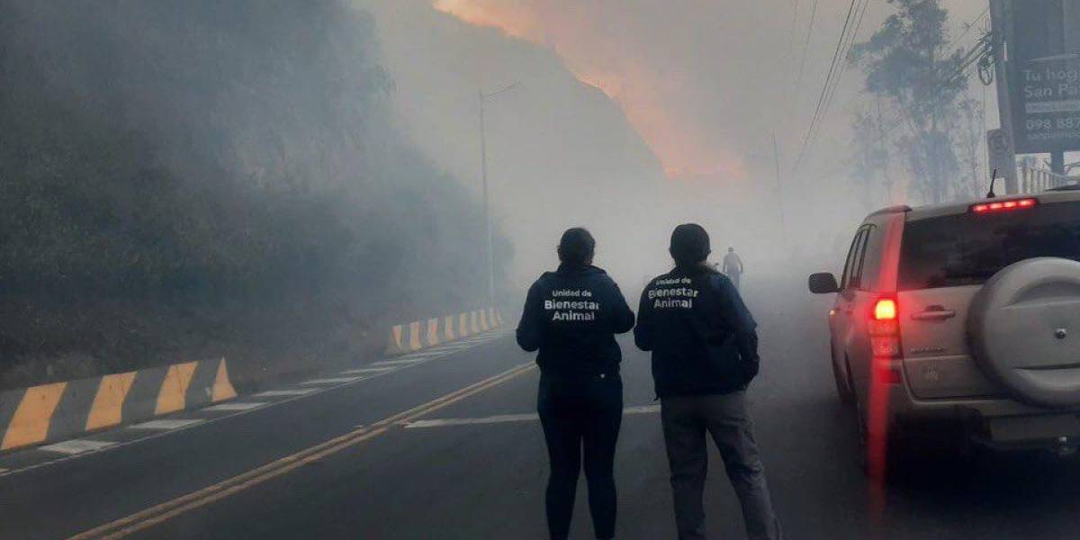 La UBA se despliega para salvar a los animales por el incendio forestal en Guápulo