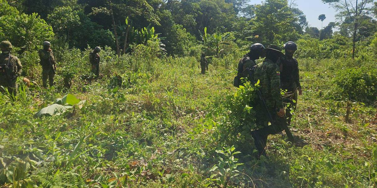 Más de 10 000 plantas de coca fueron destruidas en Sucumbíos por las Fuerzas Armadas