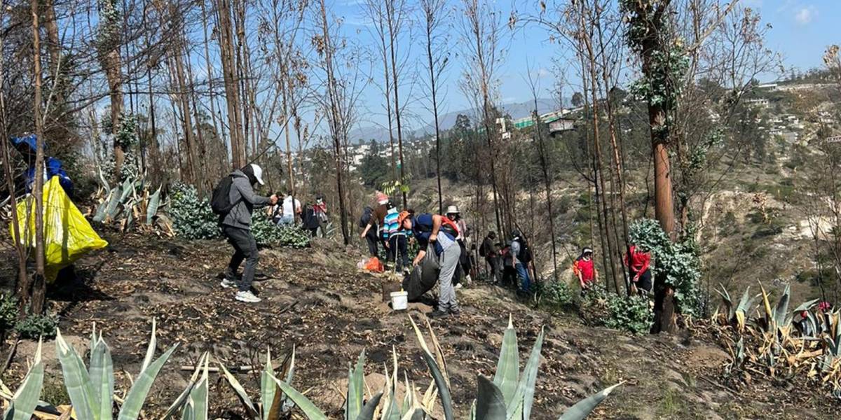 Las jornadas de reforestación continúan en Itulcachi tras los incendios forestales