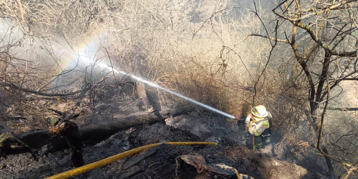 Incendios forestales | Tres emergencias se reportan en Quito este 11 de septiembre