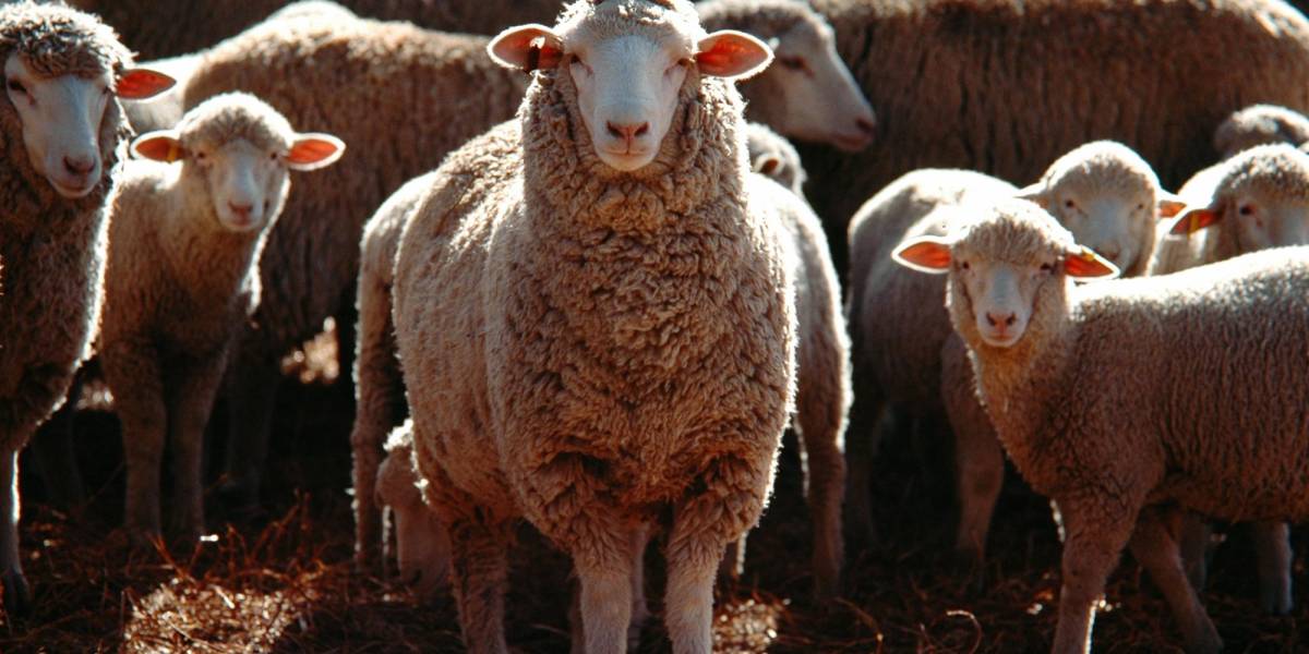 Cuatro ovejas “asisten a clases” infantiles para salvar una escuela en Francia