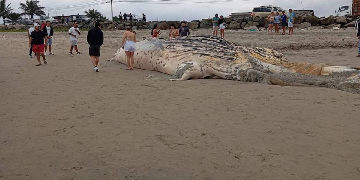 Una ballena jorobada muerta apareció en una playa de Santa Elena