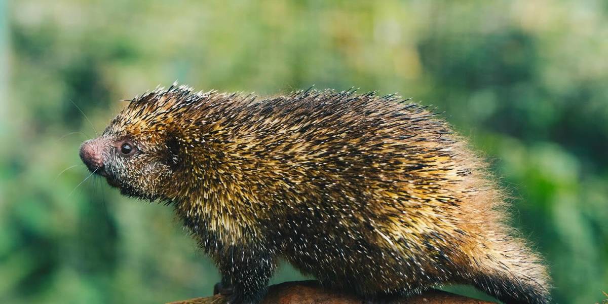 Incendios forestales: esto es lo que debes hacer si encuentras un animal silvestre herido