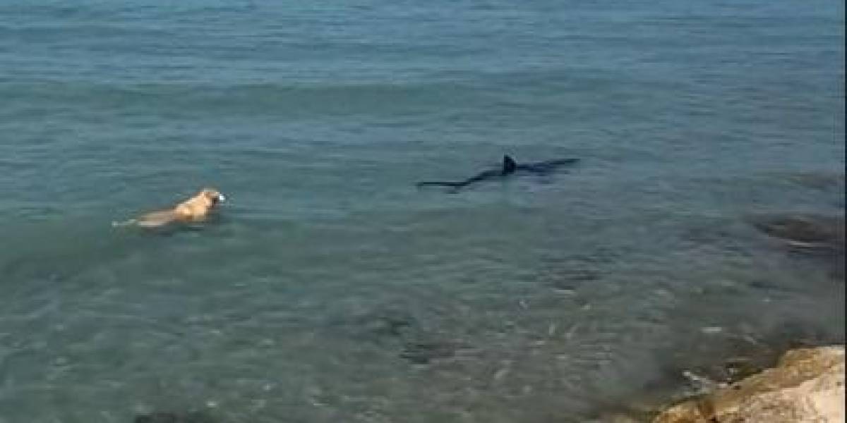 VIDEO | Un perro se lanza al mar para enfrentar a un tiburón en una playa española