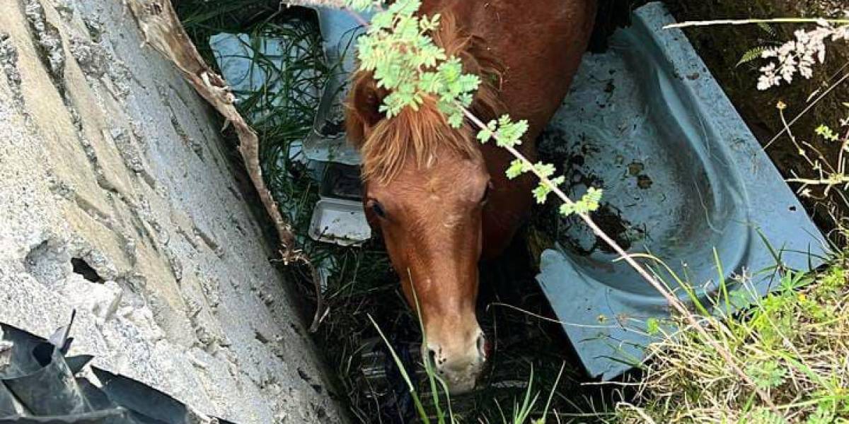 Quito: los bomberos rescataron a un caballo que cayó en un hueco de tres metros