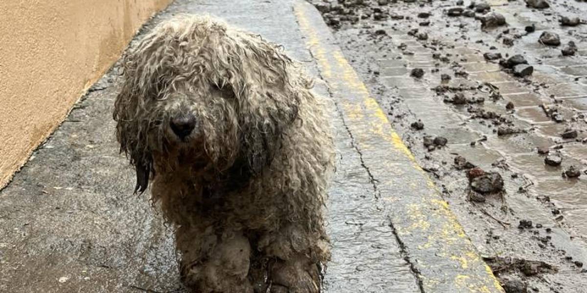 Quito: las fuertes lluvias provocaron un deslizamiento de tierra en el barrio Santa Teresita de Conocoto Alto