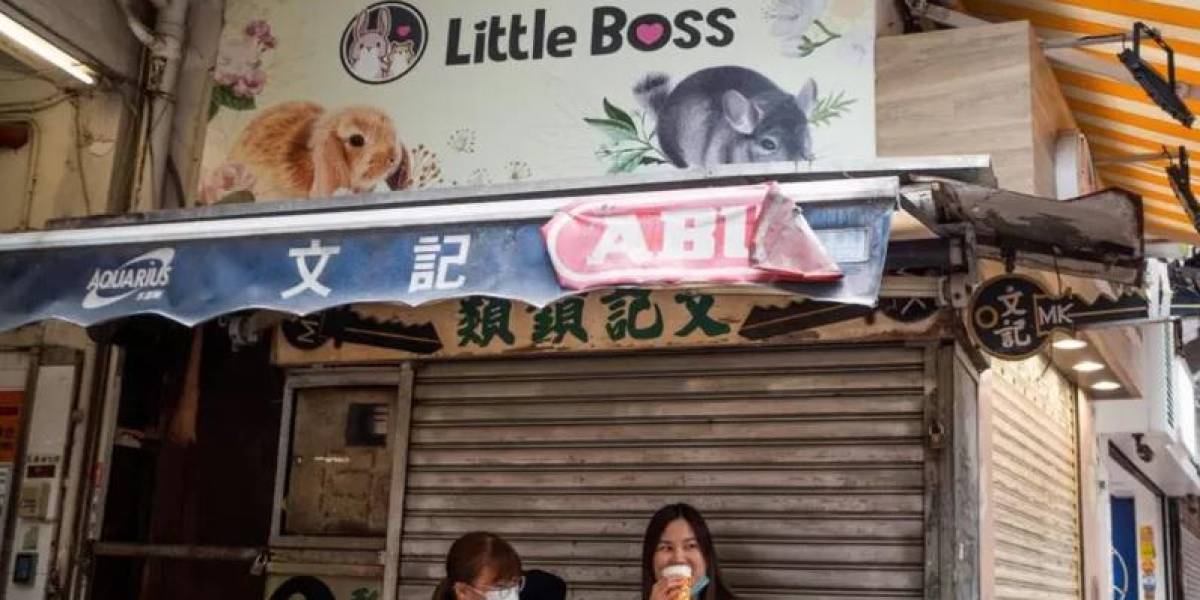 El sacrificio de hámsters en Hong Kong al sospechar que son el origen de un brote de contagios de covid