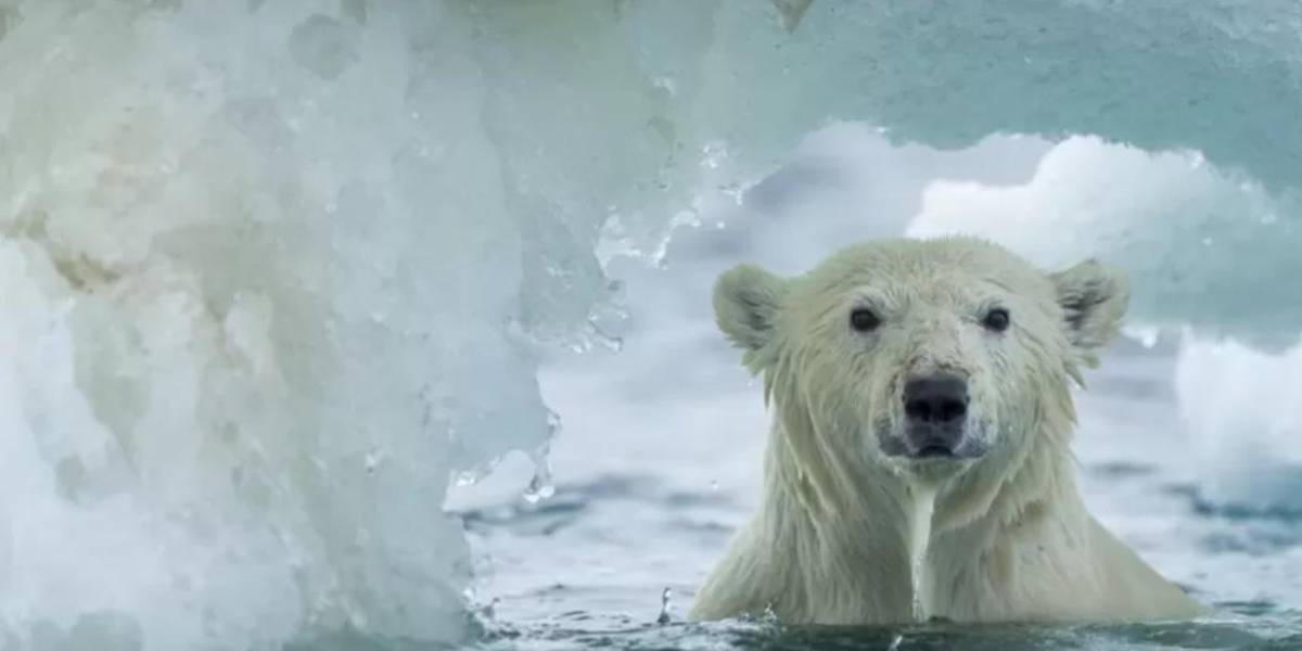 Qué es la Última Área de Hielo del Ártico (y por qué es clave para el futuro de la vida en el planeta)