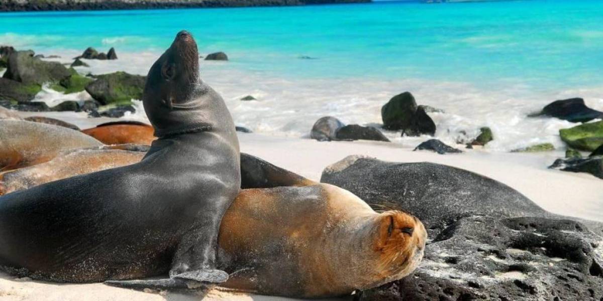 Los viajeros deben llenar una Declaración Jurada de Mercancías para Viajar a las Islas Galápagos