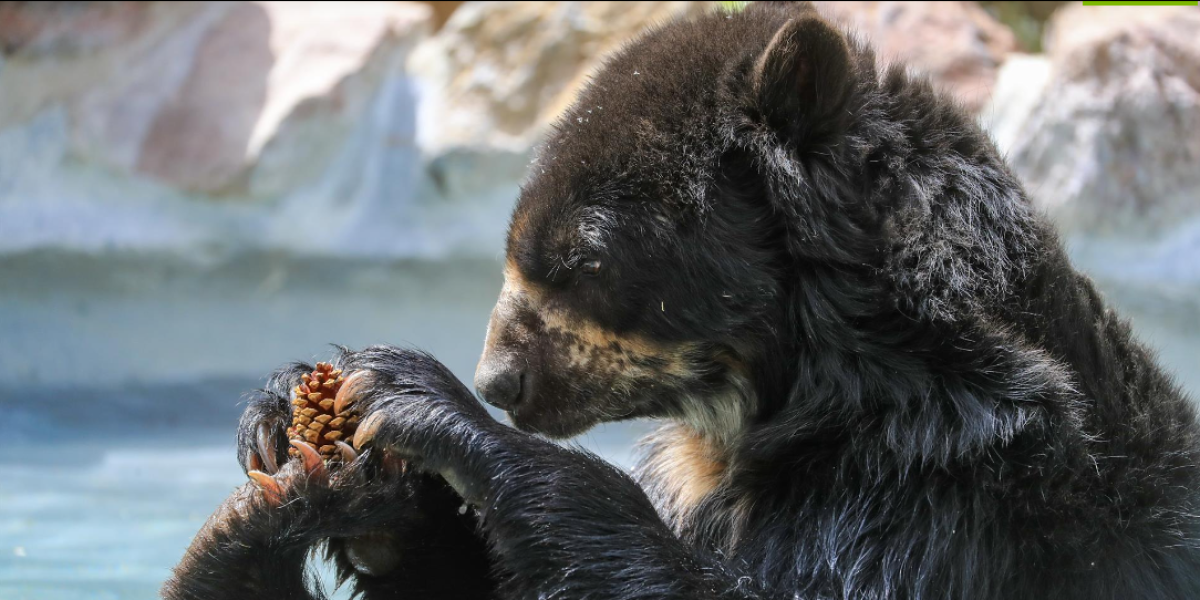 El Zoológico de Quito adopta un oso de anteojos para impulsar su conservación en el Chocó Andino